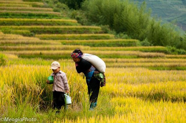 Kỳ 3: Thu vàng Y Tý 5