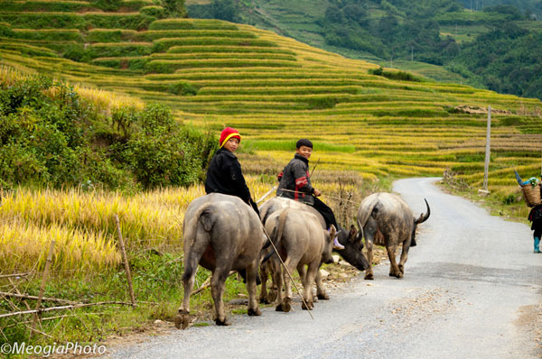 Kỳ 3: Thu vàng Y Tý 6