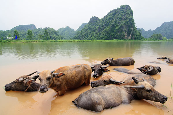 Lang thang trên những lối mòn tuyệt đẹp quanh núi Quan Sơn 4