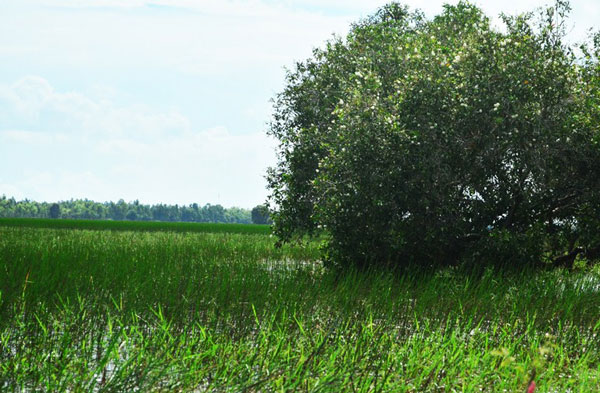 Vẻ đẹp khác của khu Ramsar thứ 4 ở Việt Nam 6