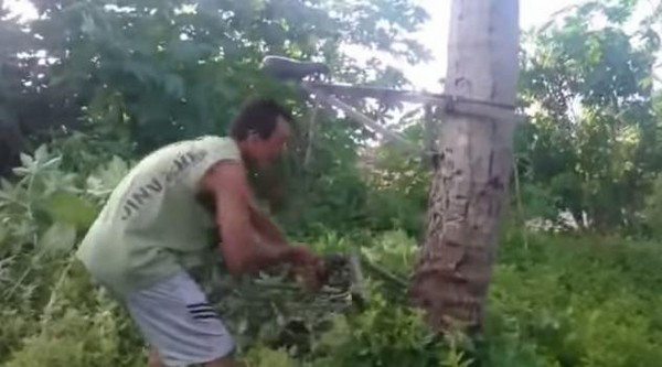 Người đàn ông bắt đầu cho xe bám vào cây dừa