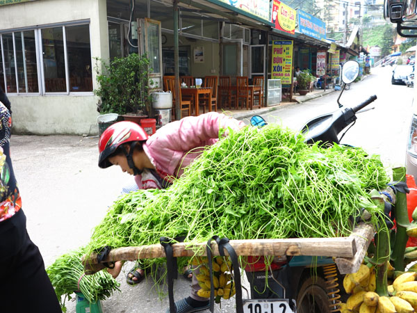 Lên Tam Đảo thưởng thức đọt su su ngon mê ly 13