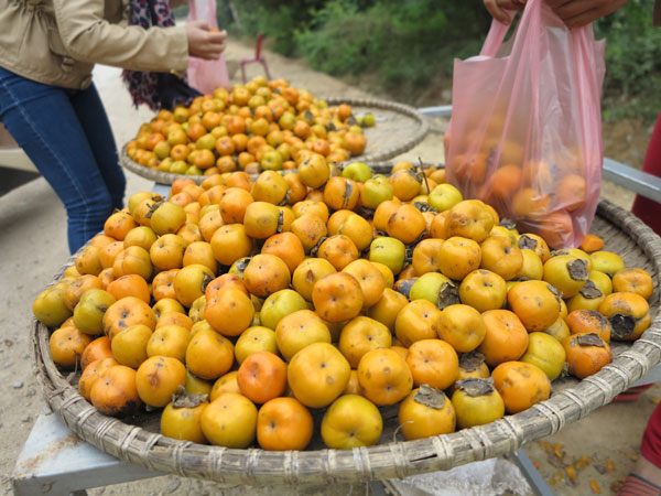 Những mẹt hồng cậy vàng rực ở tuyến đường đi qua huyện Nam Đàn, tỉnh Nghệ An 1