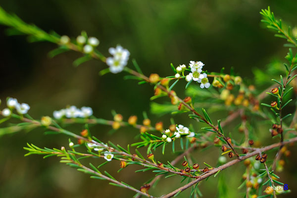 Mùa cây rễ nở hoa tại Hải Dương 2