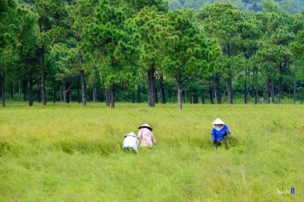 Mùa cây rễ nở hoa tại Hải Dương 7