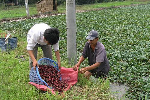 Thu hoạch ấu