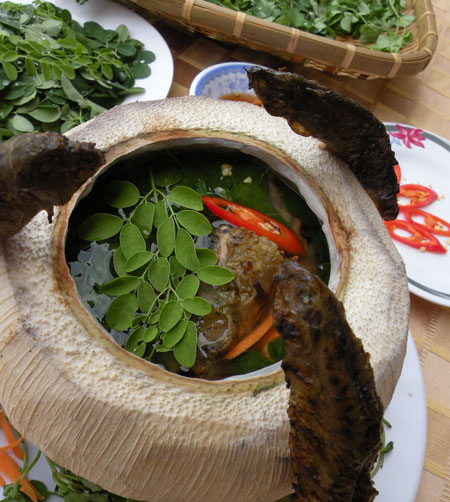 Chạch râu “cưới vợ”