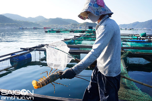 Kỳ thú tôm hùm ở vịnh Vân Phong 4