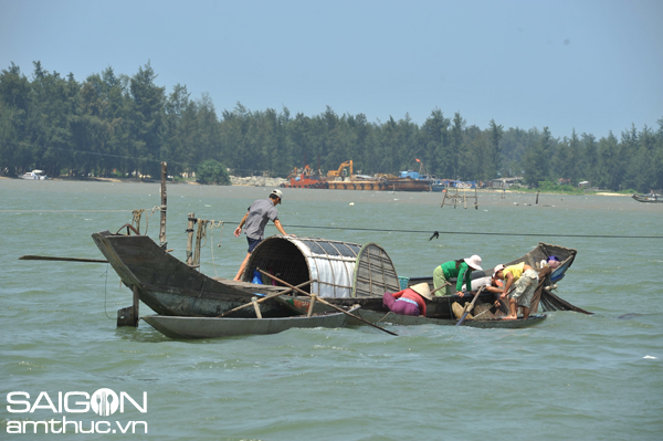 Mùa sứa trên phá Tam Giang 2