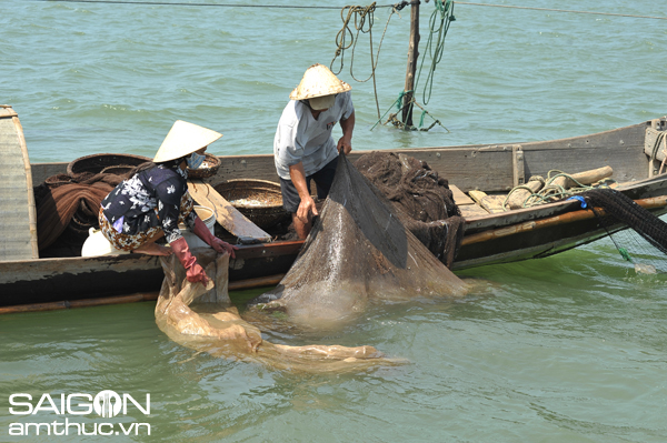 Mùa sứa trên phá Tam Giang 3