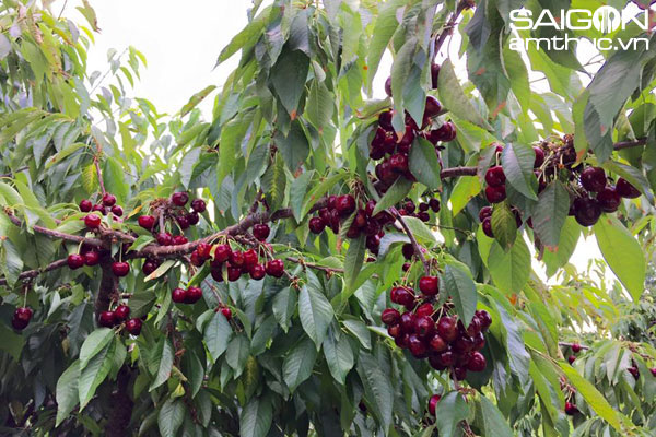 Thích thú với trải nghiệm tự hái cherry ở Mỹ