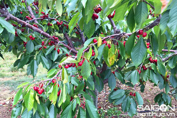 Thích thú với trải nghiệm tự hái cherry ở Mỹ