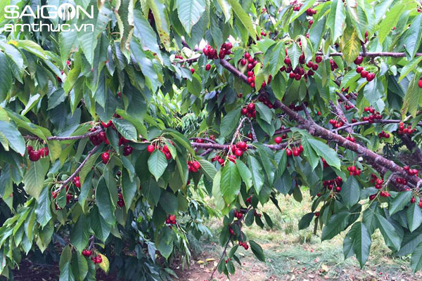 Thích thú với trải nghiệm tự hái cherry ở Mỹ