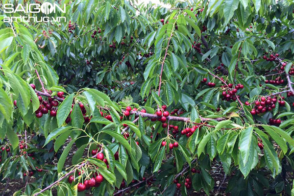 Thích thú với trải nghiệm tự hái cherry ở Mỹ