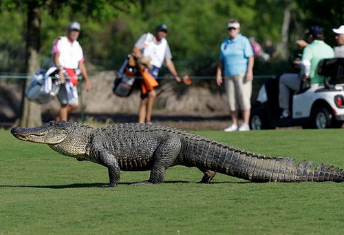Đàn cá sấu tràn khuấy động giải golf Zurich Classic