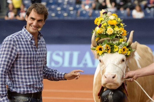 Federer được tặng bò ở quê nhà