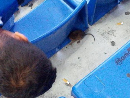 Sân nhà của Inter và AC Milan xuất hiện chuột chết
