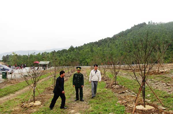 Hoàn thành rừng mai tại khu mộ Đại tướng Võ Nguyên Giáp