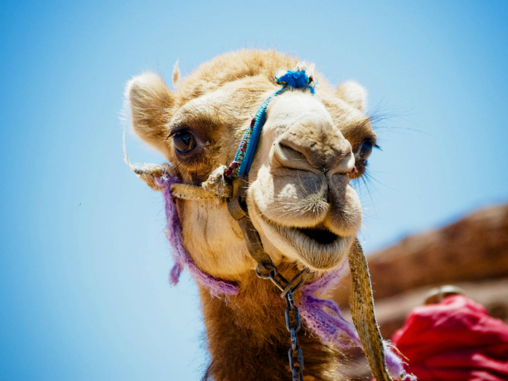 Tổng thống Pháp được Mali tặng một con lạc đà làm quà - Ảnh minh họa: Shutterstock
