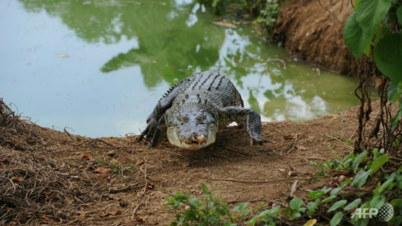 Với nhiều đảo lớn nhỏ, Indonesia là nơi sinh sống của nhiều loài động vật hoang dã, trong đó có cá sấu - Ảnh: AFP