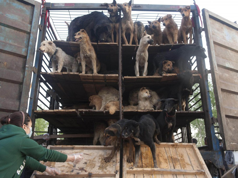 Một người yêu động vật đã thả những con chó bị bắt ở Trung Quốc hồi năm 2011 - Ảnh: AFP