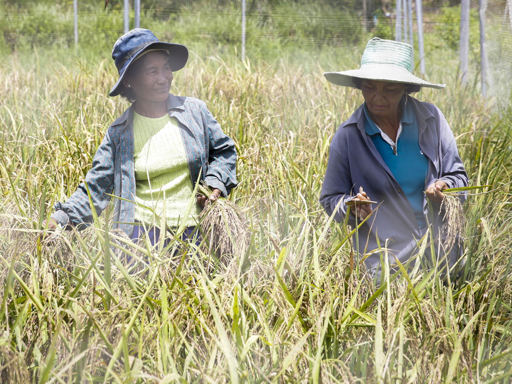 Nông dân trồng lúa ở Thái Lan lao đao vì hạn hán - Ảnh: Lam Yên
