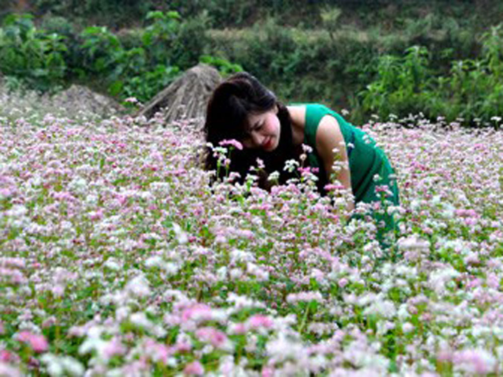 Chụp ảnh trên cánh đồng hoa tam giác mạch - Ảnh: Mai Thanh Hải