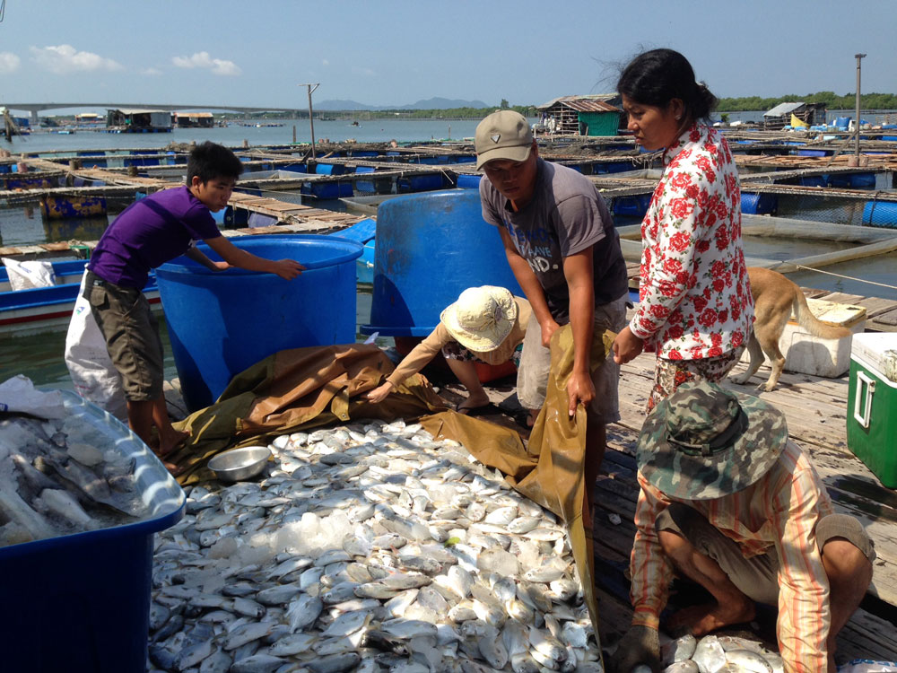 Cá nuôi lồng bè trên sông Chà Và chết hàng loạt vào ngày 6.9, gây thiệt hại hơn 5 tỉ đồng