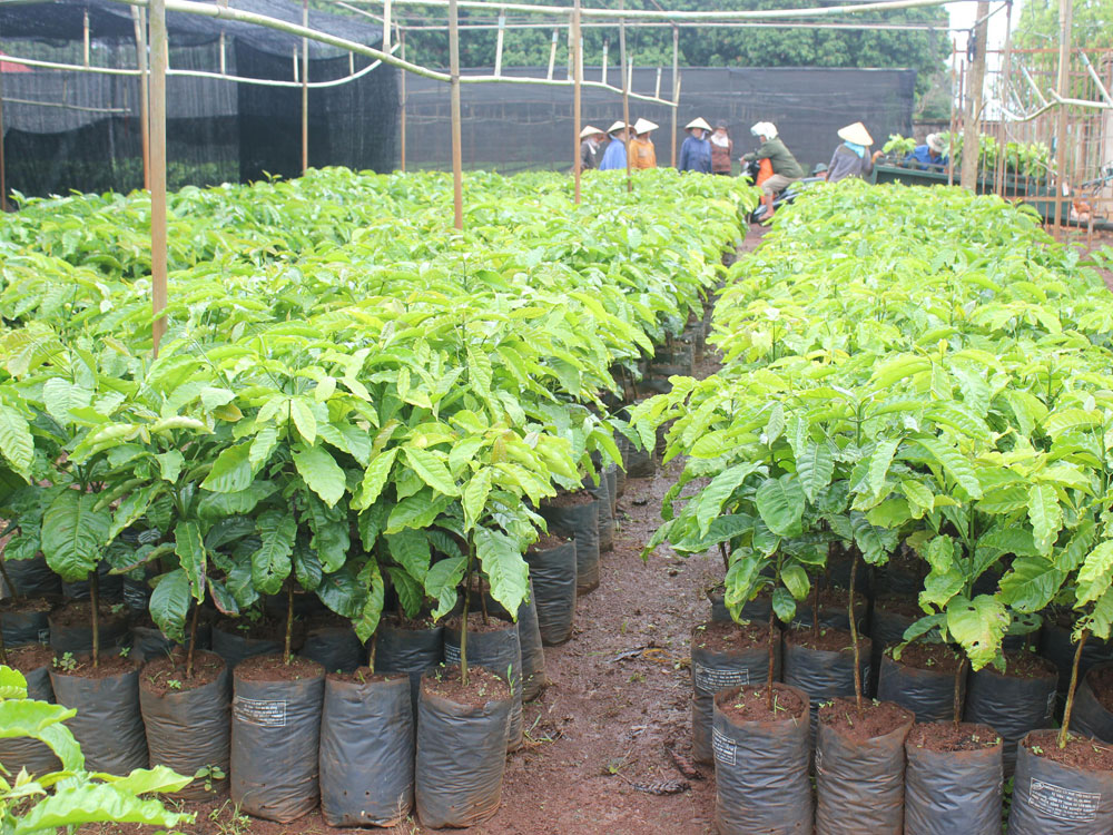 Vườn giống của Công ty TNHH tư vấn đầu tư phát triển nông lâm nghiệp Ea Kmát chuyên cung cấp giống cà phê tái canh ở Tây nguyên - Ảnh: Ngọc Quyền