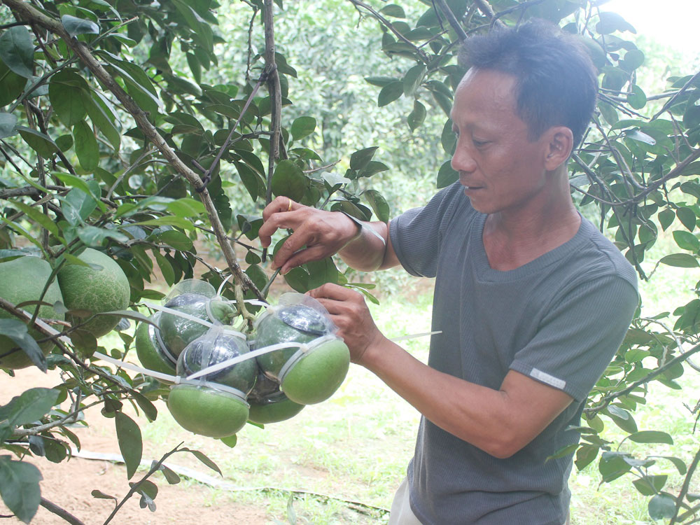 Anh Ngô Văn Sơn bên một chùm bưởi hồ lô tứ quý - Ảnh: Lê Lâm