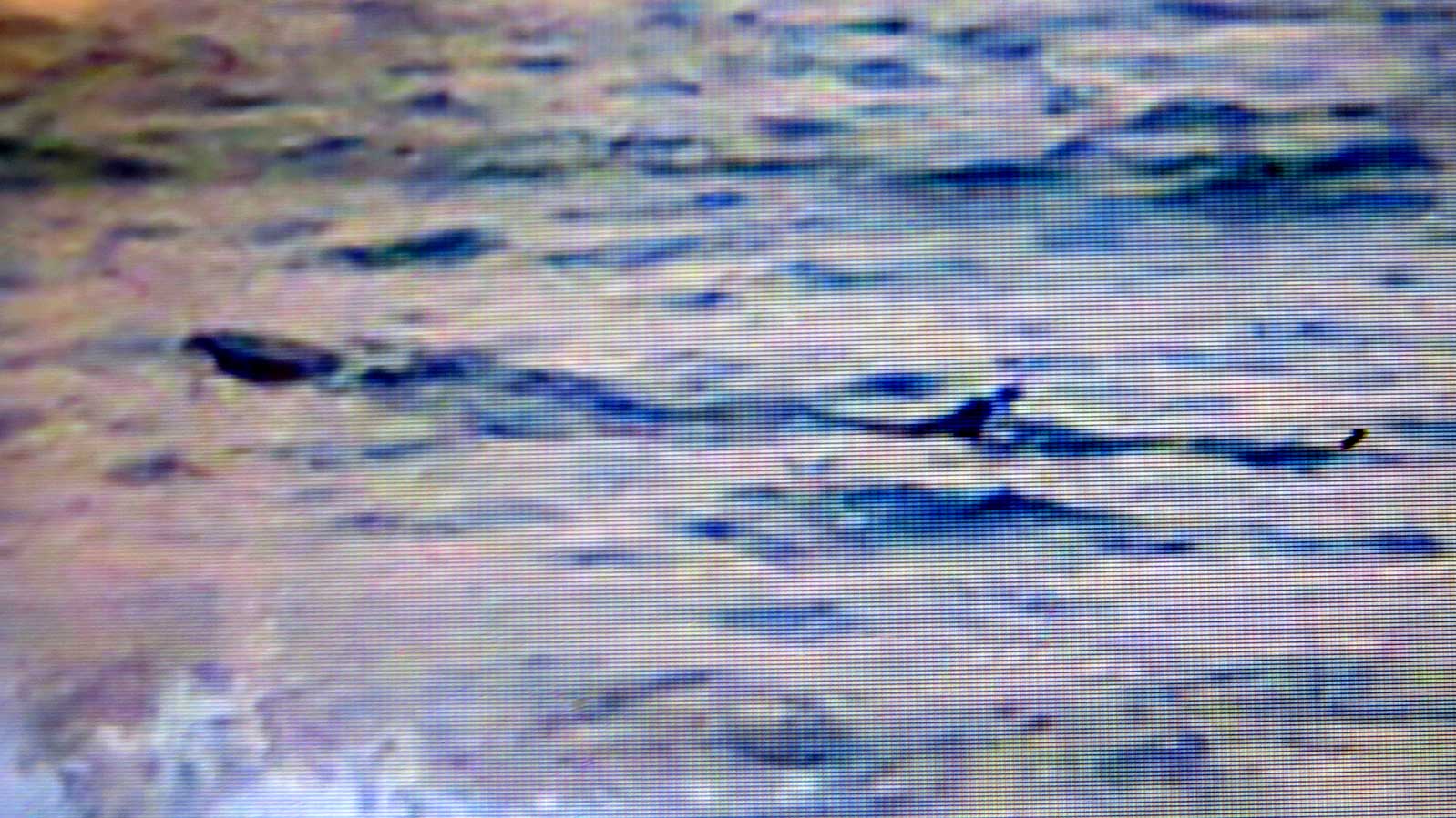 Đội quản lý trật tự tuyến biển TP.Tuy Hòa đã chụp được hình cá lạ xuất hiện ở gần bờ biển Tuy Hòa - Ảnh: Đức Huy