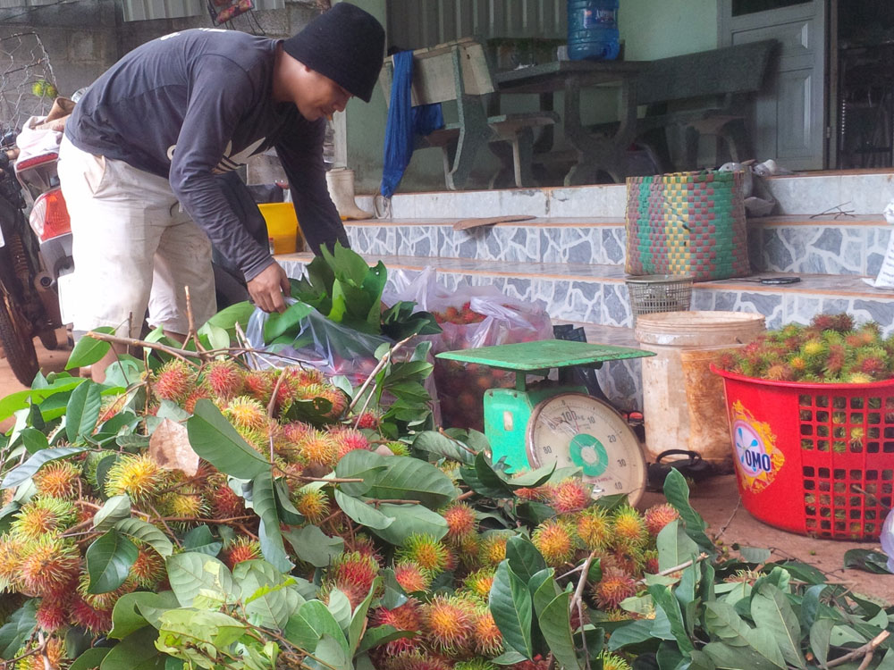 Thu hoạch chôm chôm ở Long Khánh - Ảnh: Lê Lâm