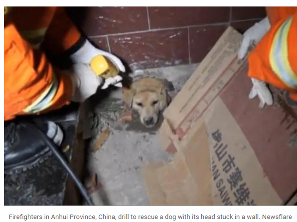 Con chó trước khi được cứu - Ảnh chụp màn hình website UPI