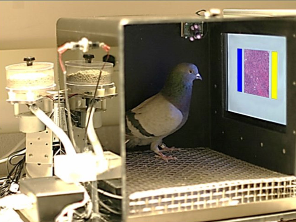 Chim bồ câu có thể dự đoán kết quả khối u thông qua ảnh chụp X-quang - Ảnh chụp màn hình International Business Time