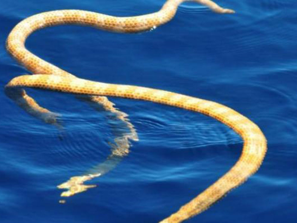 Loài rắn biển quý hiếm - Ảnh: Grant Griffin