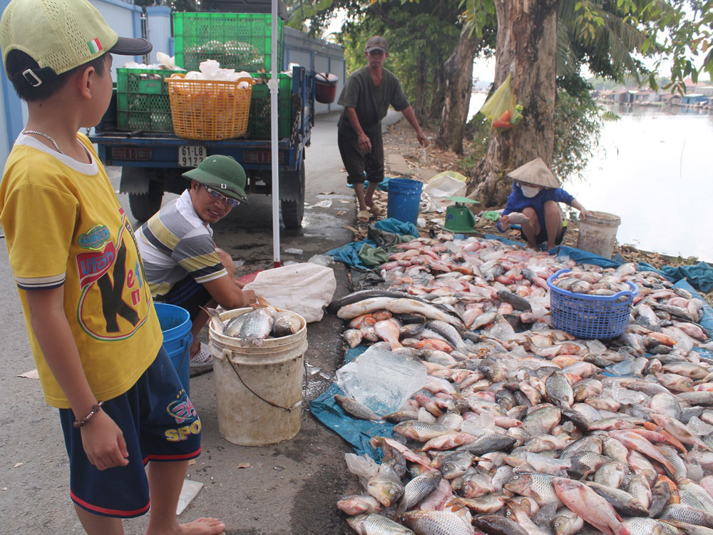 Cá của ông Nguyễn Văn Dương chết trắng, thiệt hại hơn 550 triệu đồng - Ảnh: Lê Lâm
