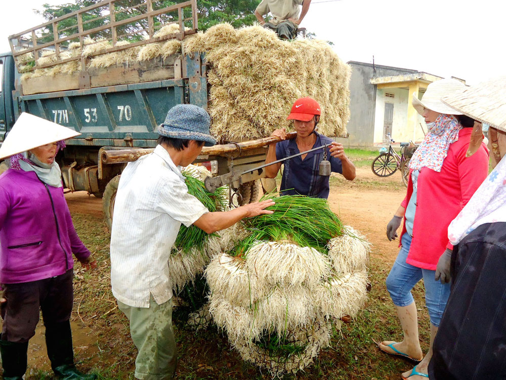 Kiệu Phù Mỹ đang mùa được giá - Ảnh: Tâm Ngọc