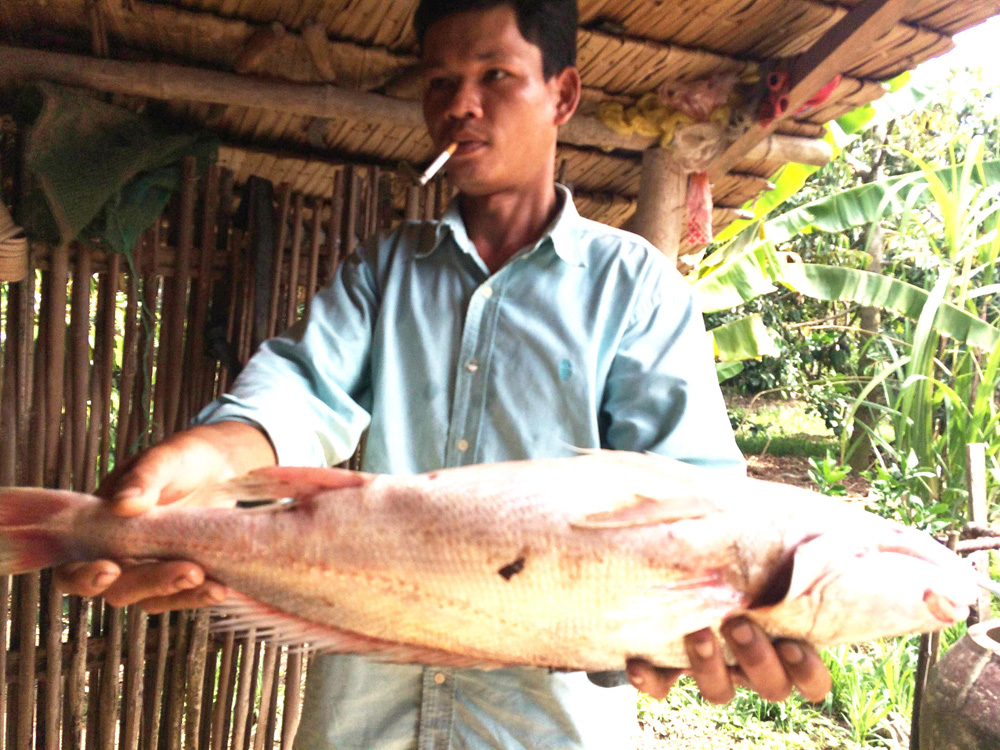 Ngư dân Nguyễn Văn Phụng và con cá sủ có màu vàng nghi cá sủ vàng - Ảnh: Thanh Đức