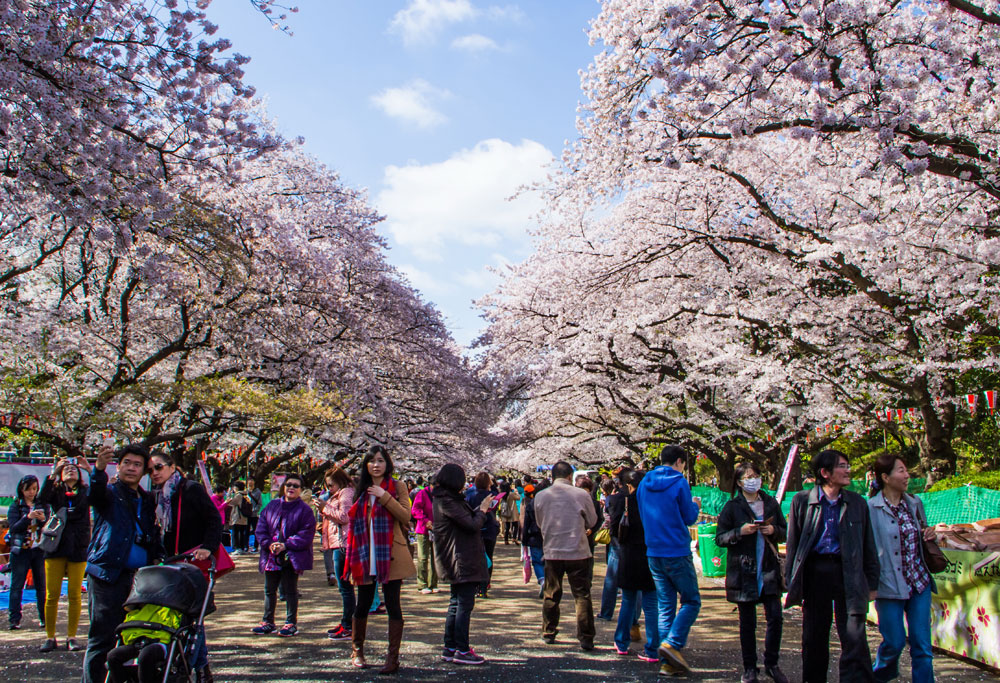 Lễ hội ngắm hoa anh đào tại Nhật - Ảnh: Shutterstock