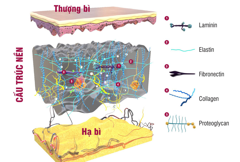 Sâm ANGELA Gold bổ sung tinh chất thiên nhiên P.Leucotomos bảo vệ cấu trúc nền của da, giúp làn da phái đẹp luôn mềm mịn, căng sáng từ bên trong