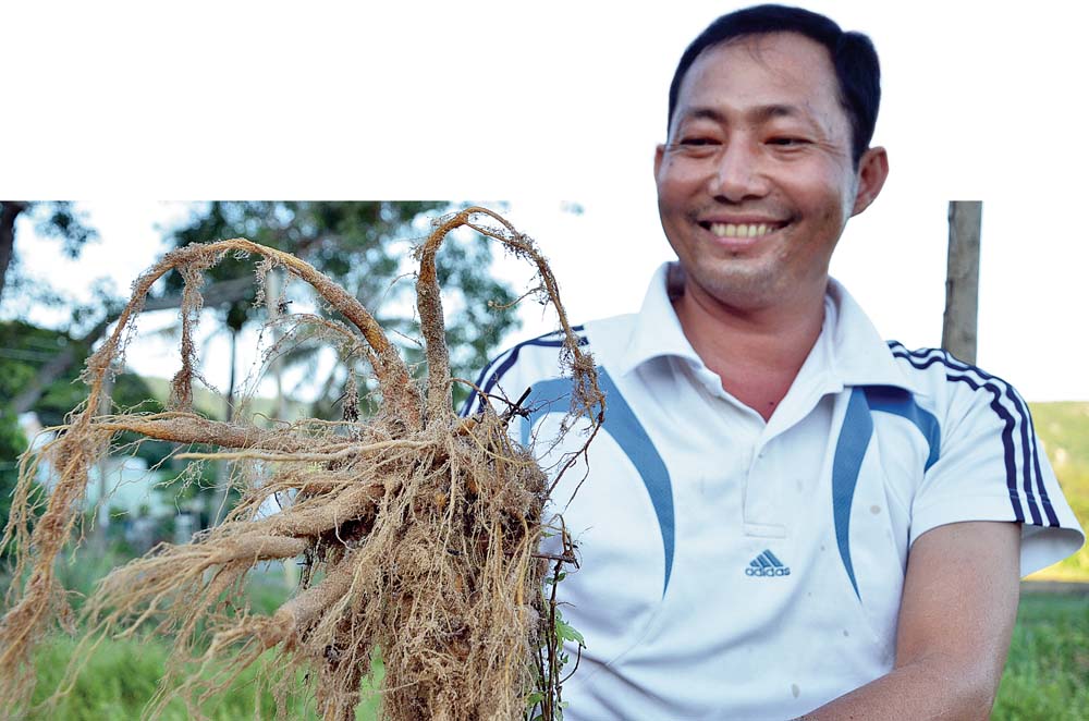 Anh Trần Văn Út phấn khởi với cây sâm đất cho sản phẩm tốt