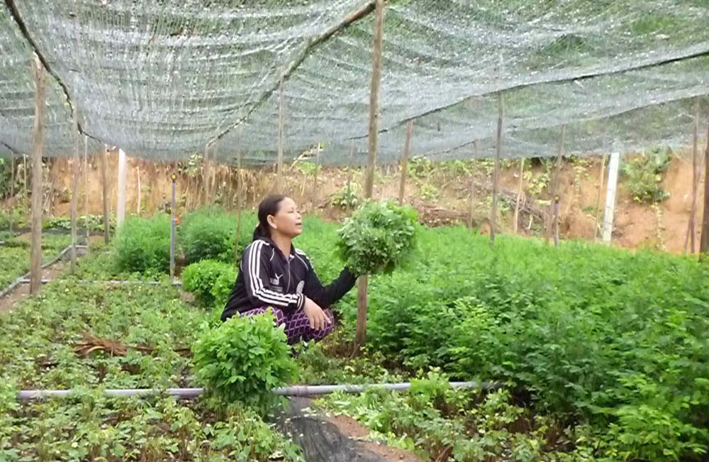 Bà Phượng phấn khởi khi vườn rau sạch cho thu nhập cao - Ảnh: Ngọc Tâm