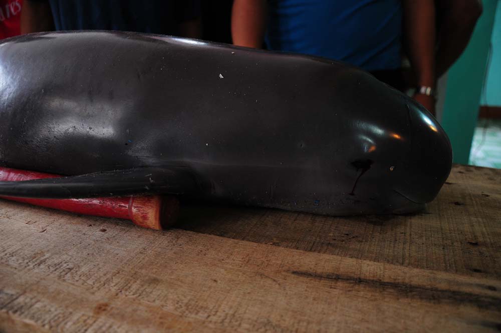 Chuẩn bị tẩm liệm xác cá voi - Ảnh: Đoàn Ngọc Nhuận