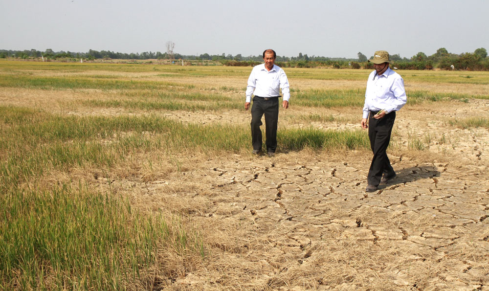 Hơn 600 ha lúa ở H.Gò Công Đông, Tiền Giang bị chết vì thiếu nước - Ảnh: Hoàng Phương