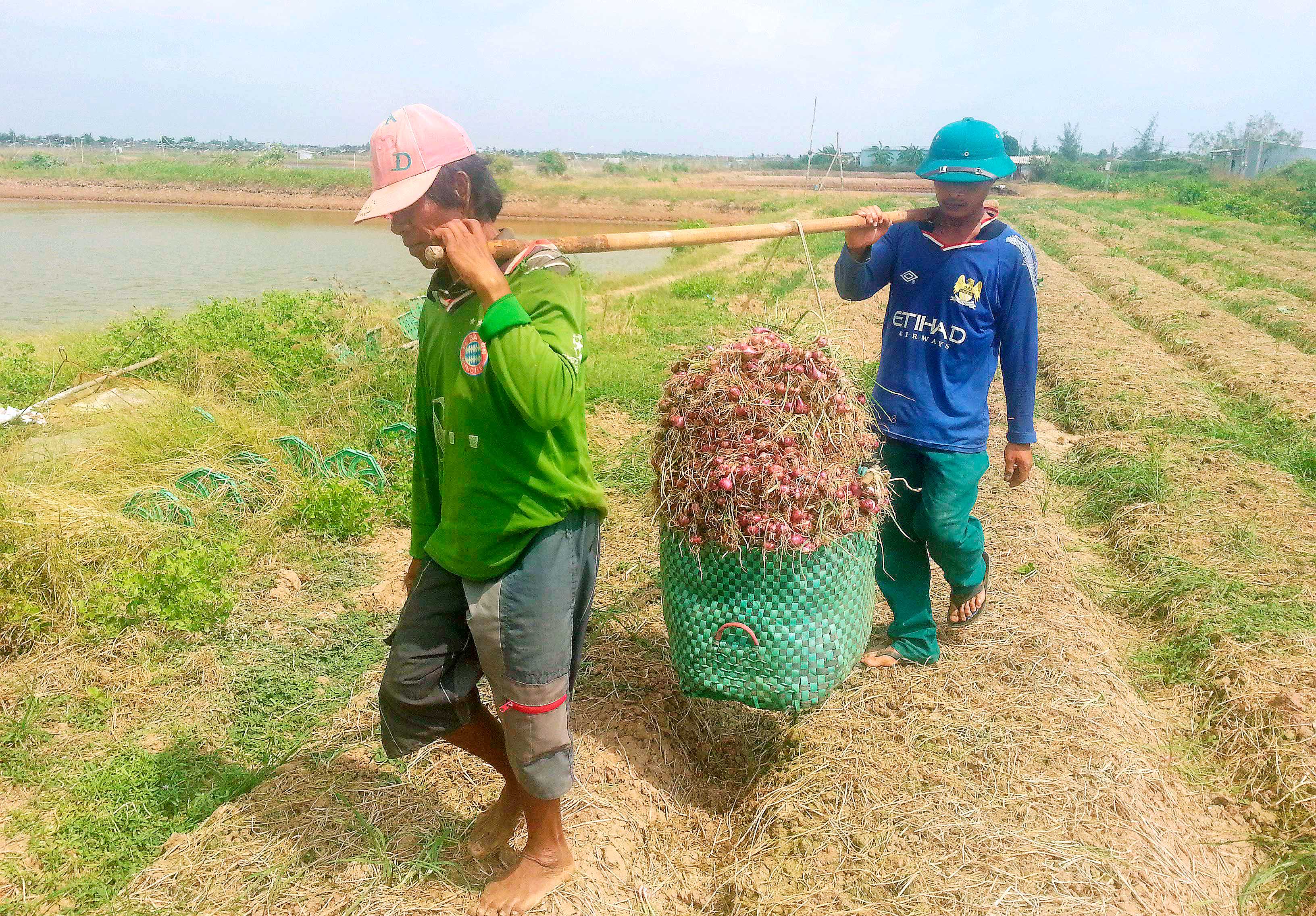 Thu hoạch hành tím tại Vĩnh Châu - Ảnh: Trần Thanh Phong