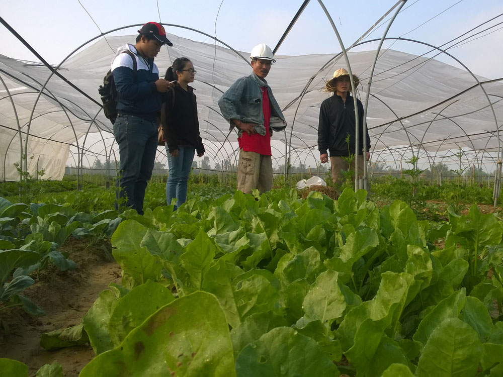 Các tình nguyện viên “Biệt đội giải cứu rau sạch” tại các trang trại của dự án - Ảnh: A.Q