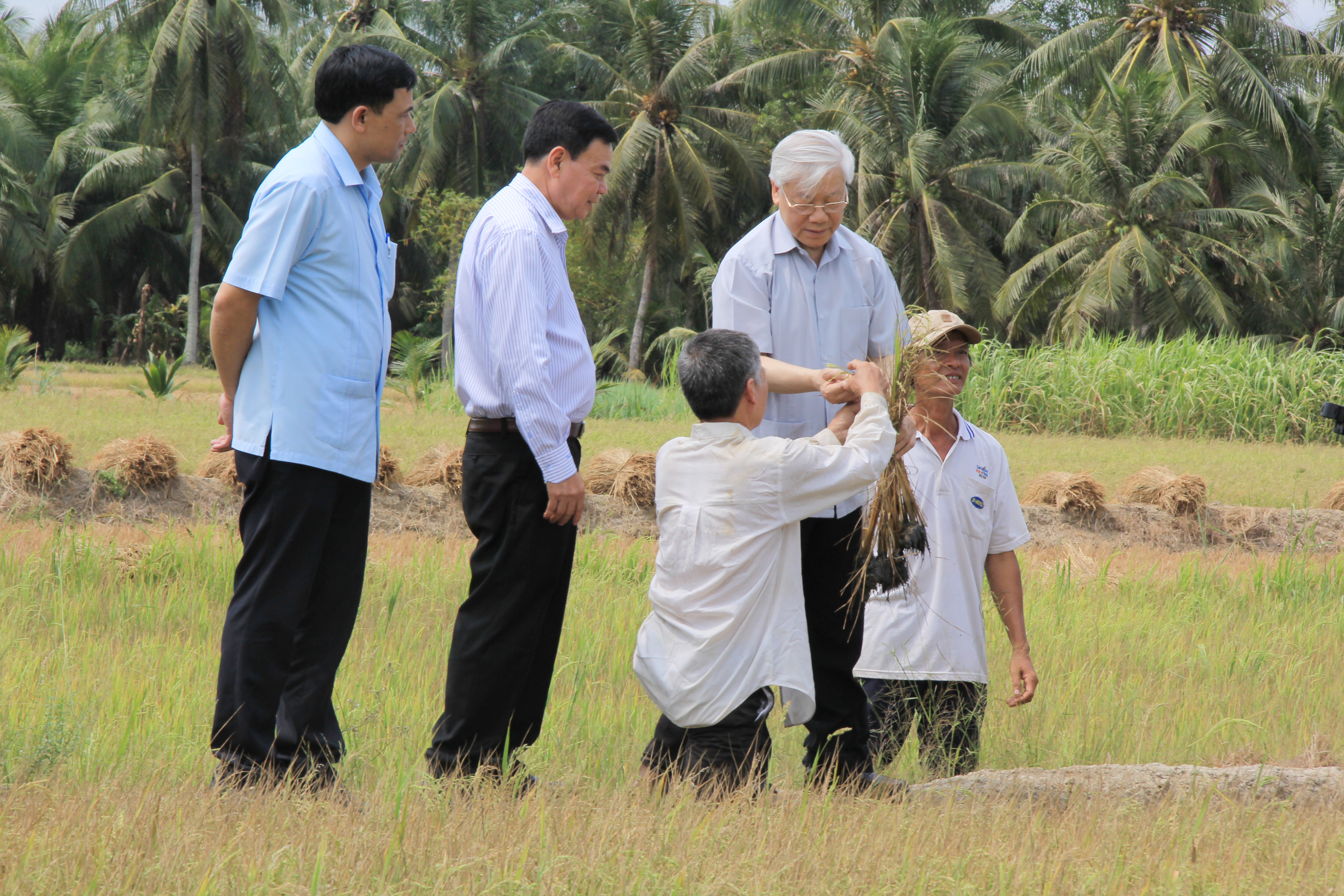 Tổng bí thư Nguyễn Phú Trọng đi kiểm tra cánh đồng lúa ở H.Giồng Trôm, Bến Tre
- Ảnh: Khoa Chiến