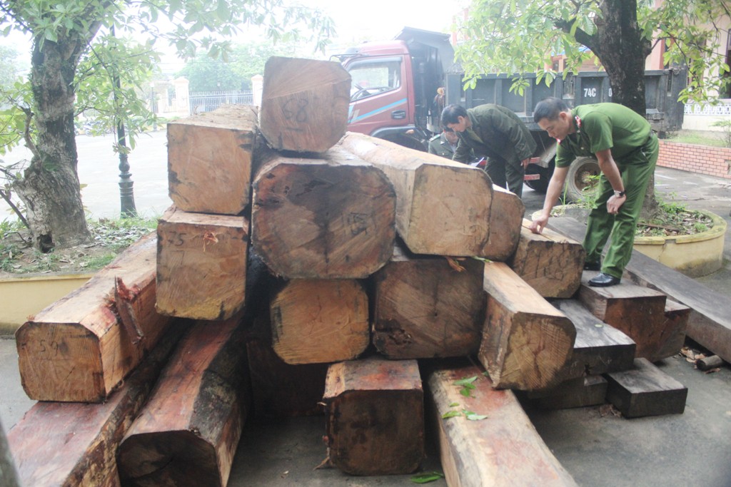 Cơ quan chức năng đang kiểm đếm số gỗ lậu vừa thu giữ - Ảnh: Nguyễn Phúc