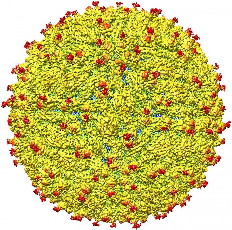 Bản đồ cấu trúc vi rút Zika - Ảnh: AFP