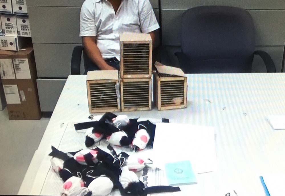 18 con chim thuộc danh mục động vật hoang dã cấm xuất khẩu được lực lượng chức năng phát hiện - Ảnh do Chi cục Hải quan cửa khẩu sân bay quốc tế Tân Sơn Nhất cung cấp